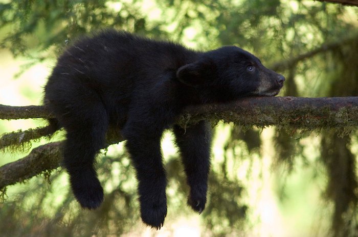 Медвежонок, лежащий на ветке дерева, фотограф дикой природы Эми Гулик