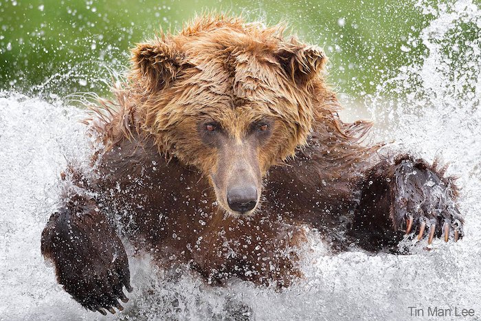 Медведь плещется в воде от фотографа дикой природы Тин Ман Ли