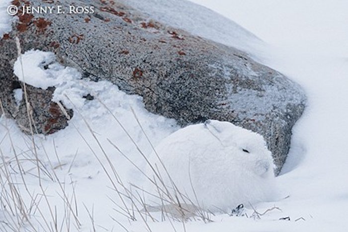 Кролик в снегу от фотографа природы и дикой природы Дженни Э. Росс