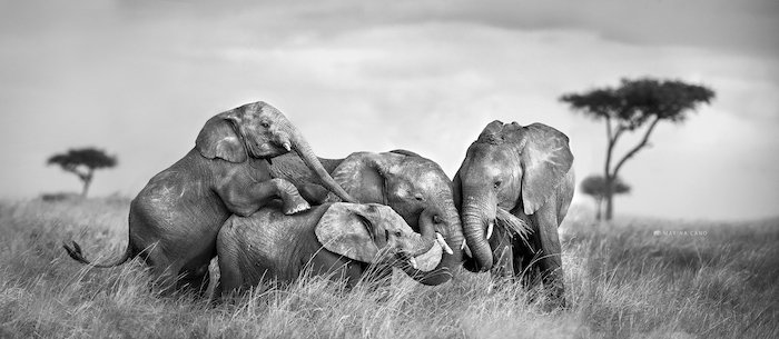 Четыре слона лежат у фотографа дикой природы Марины Кано