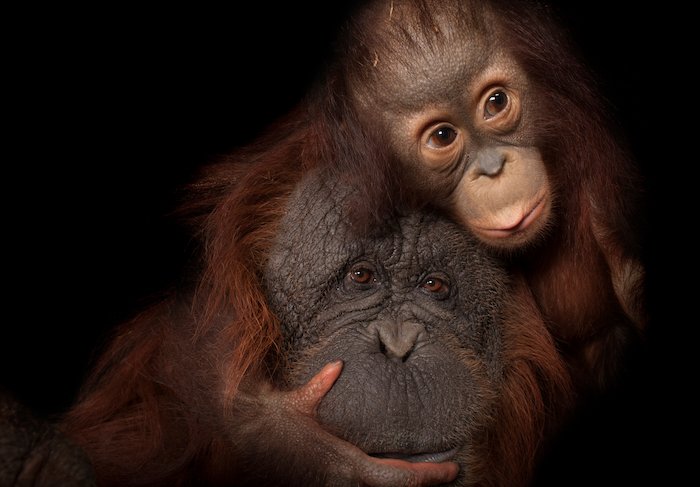 Мать и детеныш орангутанга