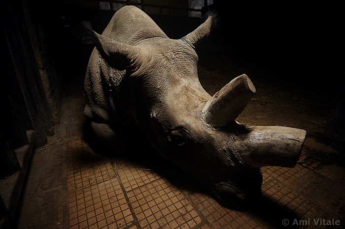 Носорог с обрезанными рогами