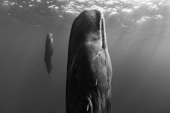 Черно-белый подводный портрет китов