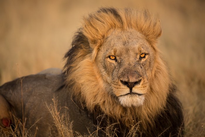 Wildlife portrait of the resting lion
