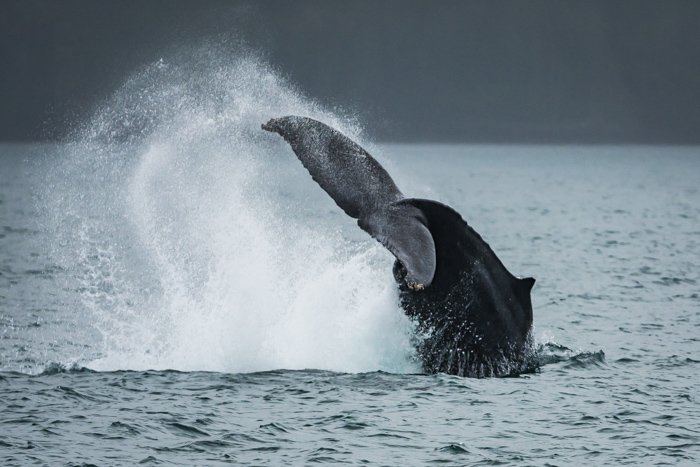 Хвост кита, плещущийся над поверхностью воды