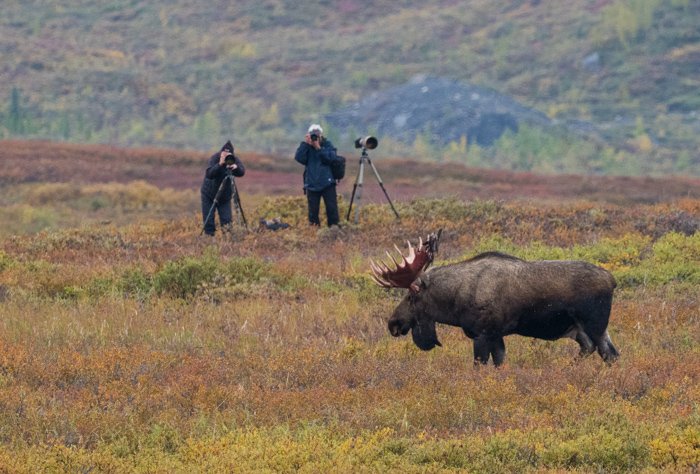 Двое мужчин фотографируют быка-лося в национальном парке Денали