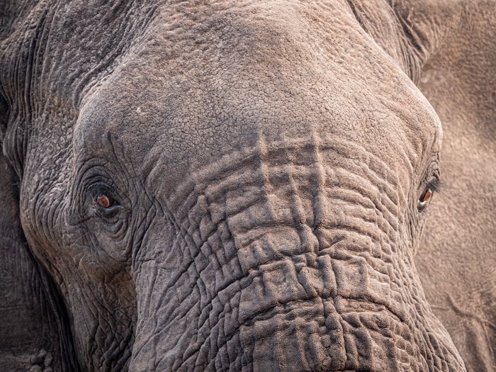 Крупный план фотографии дикой природы лица слона