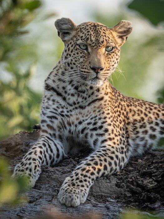 Крупный план фотографии дикой природы отдыхающего леопарда