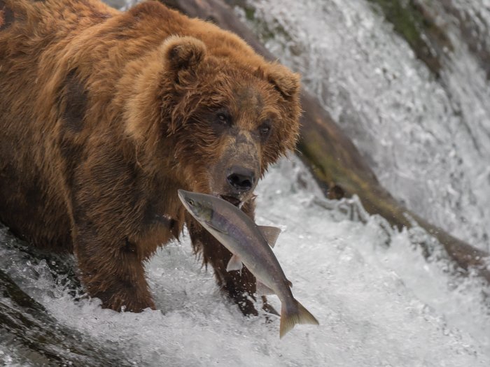 Медведь ест рыбу у водопада Брукс в национальном парке Катмаи на Аляске