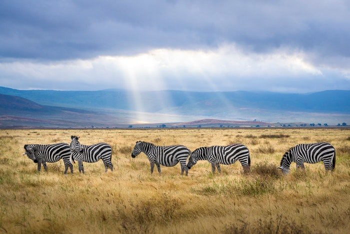 фото группы зебр в саванне