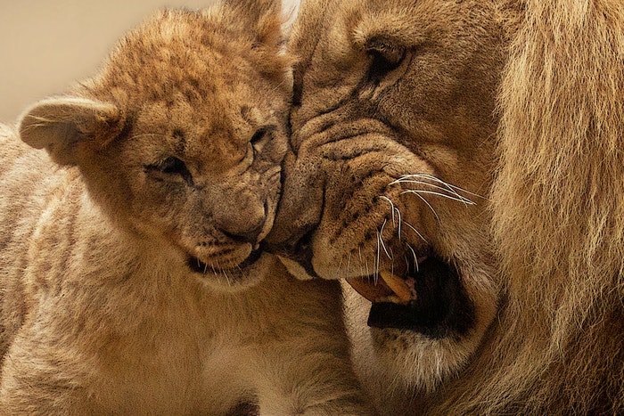 Фотография львов крупным планом, прижавших головы друг к другу