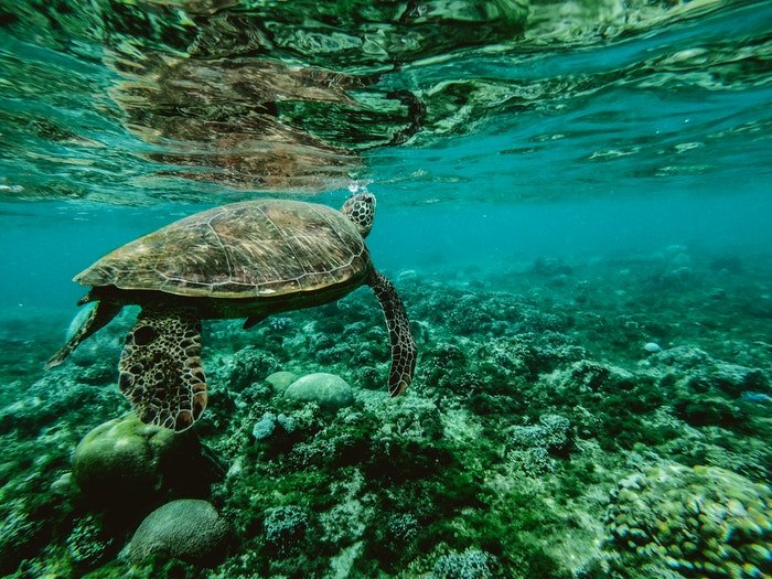 фото черепахи, плавающей в море