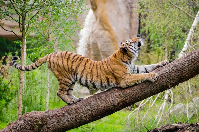 фото тигра, забравшегося на дерево