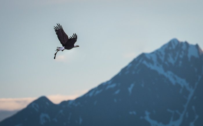 A flying bald eagle