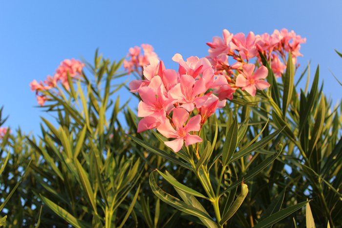 изображение розовых цветов на фоне голубого неба