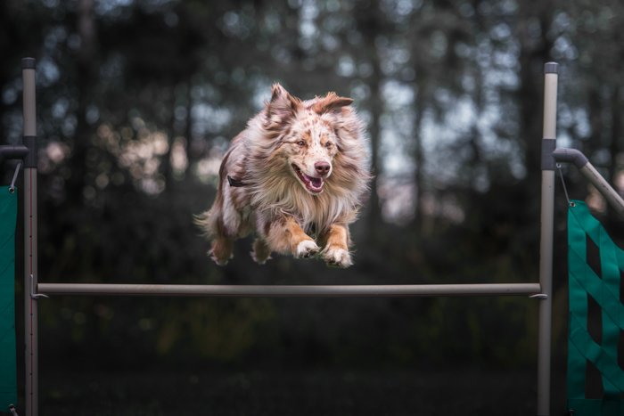 собака прыгает через препятствие