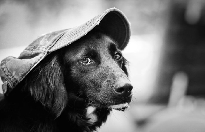 резкий портрет собаки в шляпе