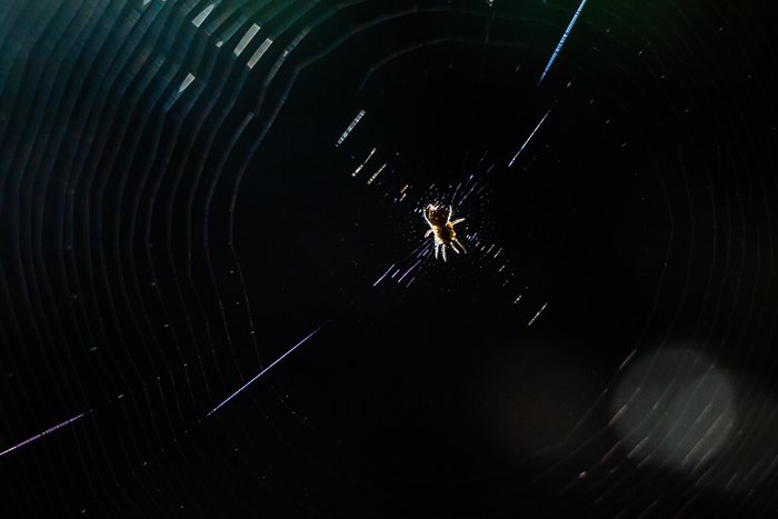 макрофотография паука в паутине