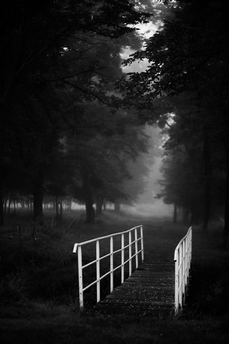 черно-белая фотография леса