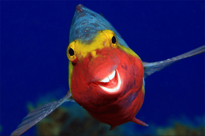 Забавная фотография улыбающейся рыбы с церемонии Comedy Wildlife Photography Awards