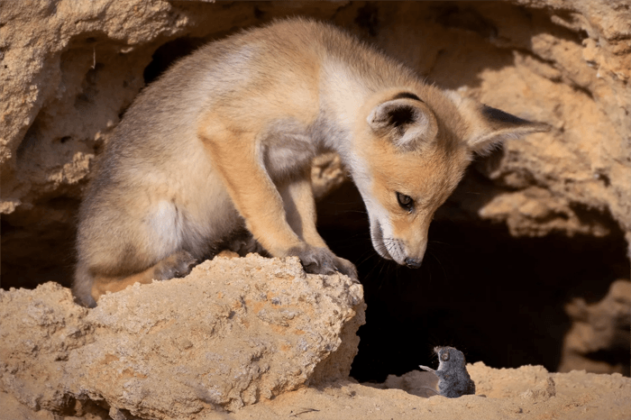 Забавное фото лисы и мыши с церемонии Comedy Wildlife Photography Awards