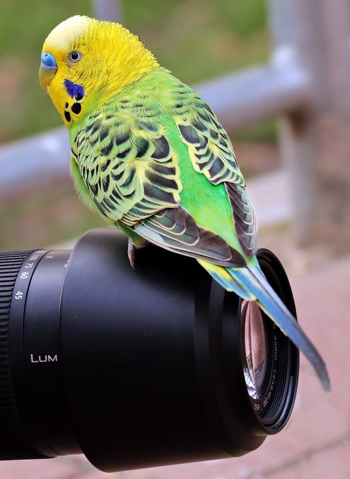Желто-зеленый попугайчик сидит на камере