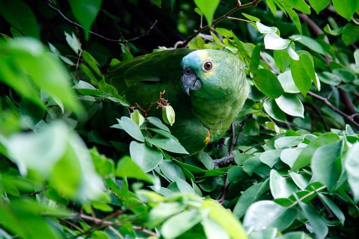 Зеленый попугай, замаскированный в листьях