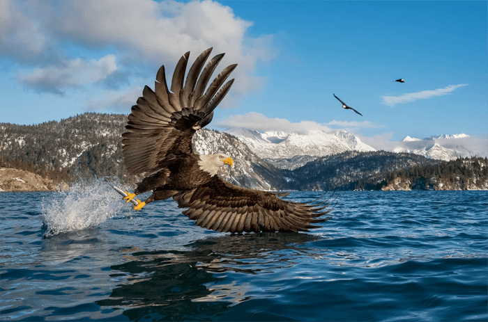 Фотография лысого орла у озера