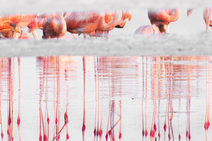 Группа фламинго отражается в озере
