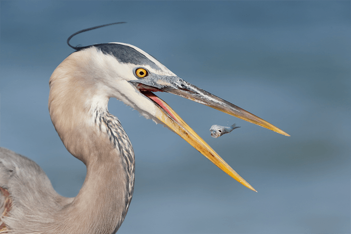Close up of the heron eating a fish