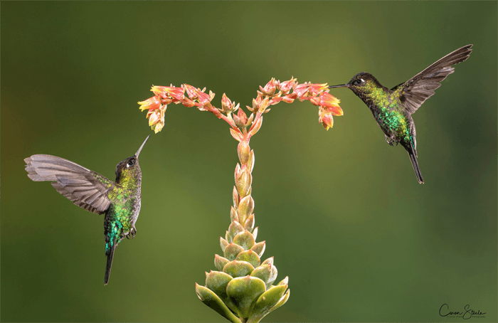 Фотография двух колибри у цветка