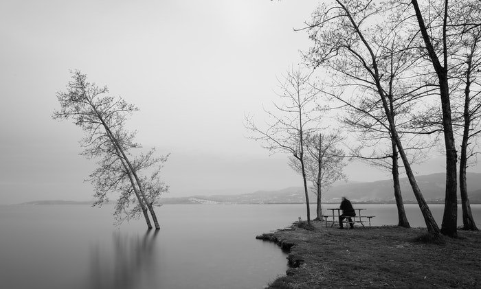 Черно-белый пейзажный снимок деревьев в озере