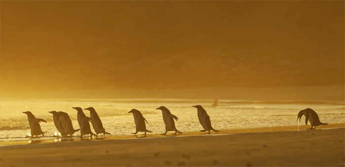 Забавная фотография блюющего пингвина с церемонии Comedy Wildlife Photography Awards