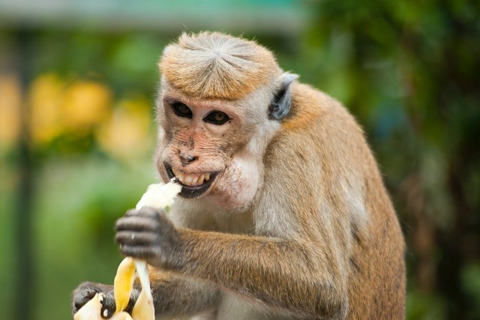 Забавная фотография обезьяны, поедающей банан