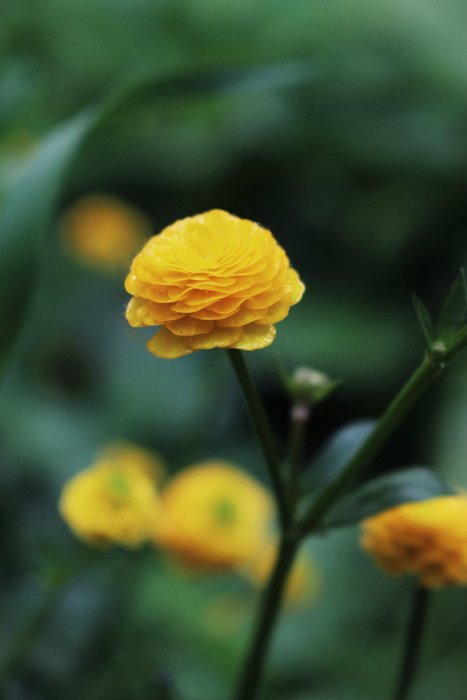 изображение желтого цветка с гауссовым размытием фона