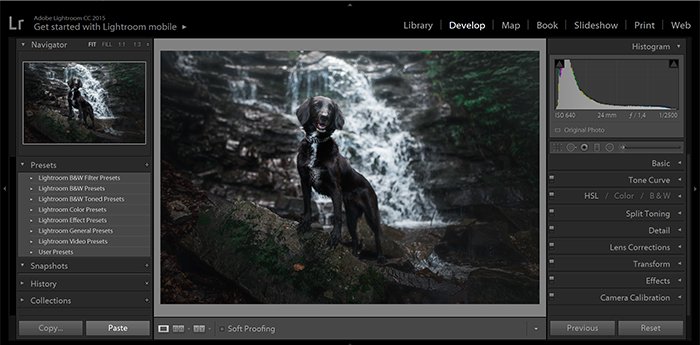 портрет черной собаки на фоне водопада как пример пресета lightroom