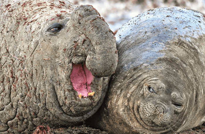 Забавная фотография двух слоновых тюленей с церемонии Comedy Wildlife Photography Awards