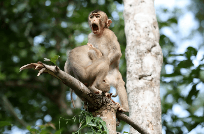 Забавное фото обезьян с церемонии Comedy Wildlife Photography Awards