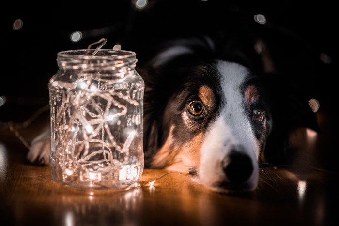 темный портрет собаки на земле с банкой света для фотографии