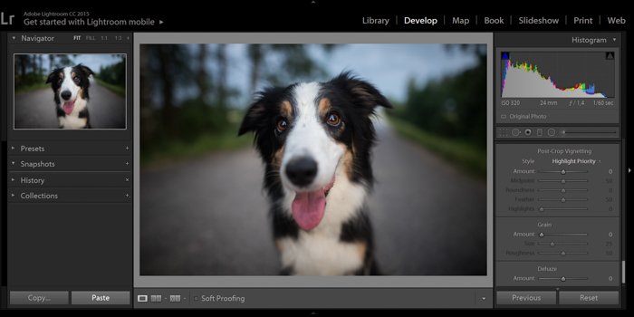 скриншот редактирования портрета собаки в Lightroom