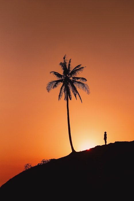 изображение силуэта мужчины, смотрящего вверх на пальму с подсветкой заходящего солнца