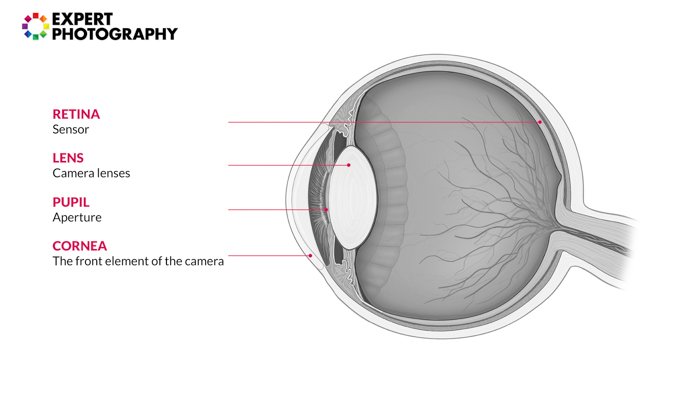 Инфографика диаграммы человеческого глаза