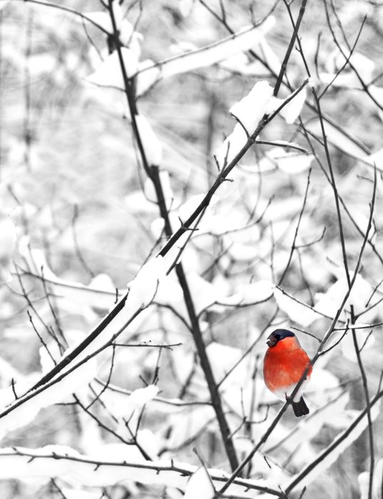 Зимняя фотография малиновки на заснеженном дереве