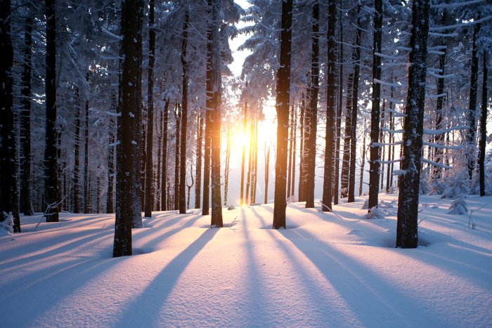 Свет, проникающий сквозь деревья зимой