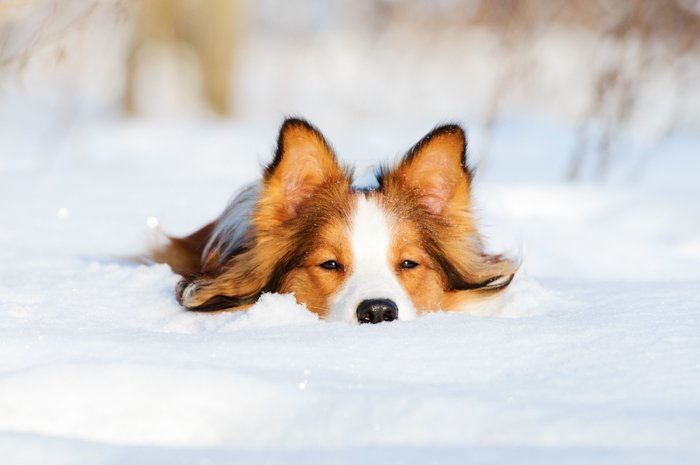 Милая собака на снегу