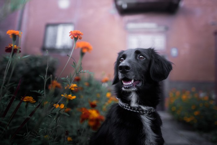 Милая собака с черной шерстью на фоне яркого фона