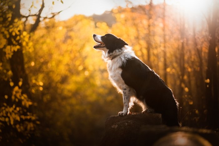 Фотография собаки в условиях контрового света.