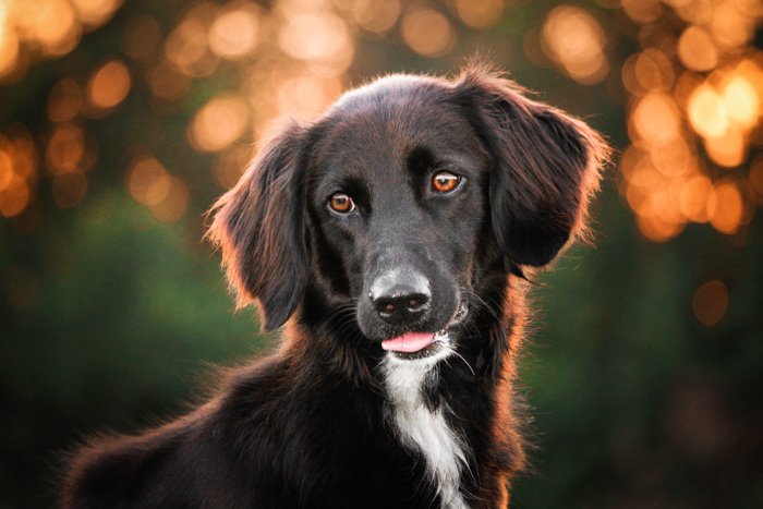 Портрет черной собаки с использованием заполняющего света и боке.