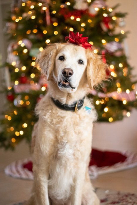 Рождественский портрет милой собачки с подарочной лентой на голове