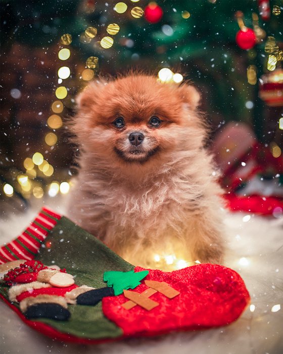 Holiday pet photos of a fluffy dog in front of christmas tree